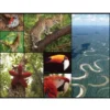 WWF Amazonas Pussel 48 Bitar