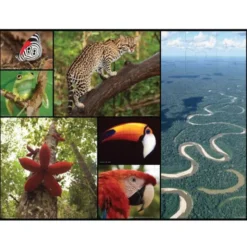 WWF Amazonas Pussel 48 Bitar