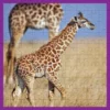 WWF Giraffer Pussel 100 Bitar